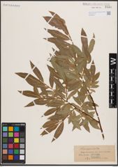 Foto von Salix daphnoides Vill.